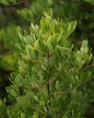 Heteromorpha