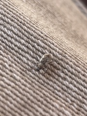 Pseudoedophrys hilleri