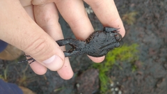 Leptodactylus paraensis