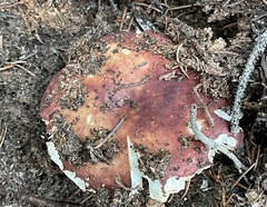 Russula cavipes