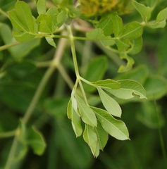 Heteromorpha