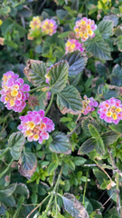 Lantana camara