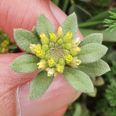 Alyssum simplex image