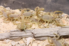 Olivierus longichelus