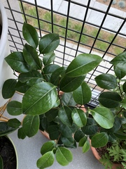 Ligustrum japonicum