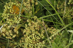 Heteromorpha