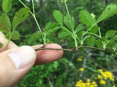 Rubus steelei