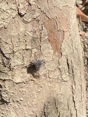 Calliphora vicina