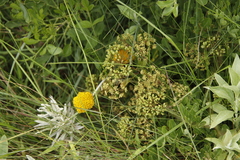 Heteromorpha