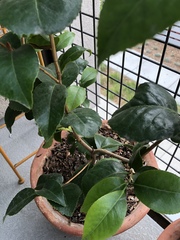 Ligustrum japonicum