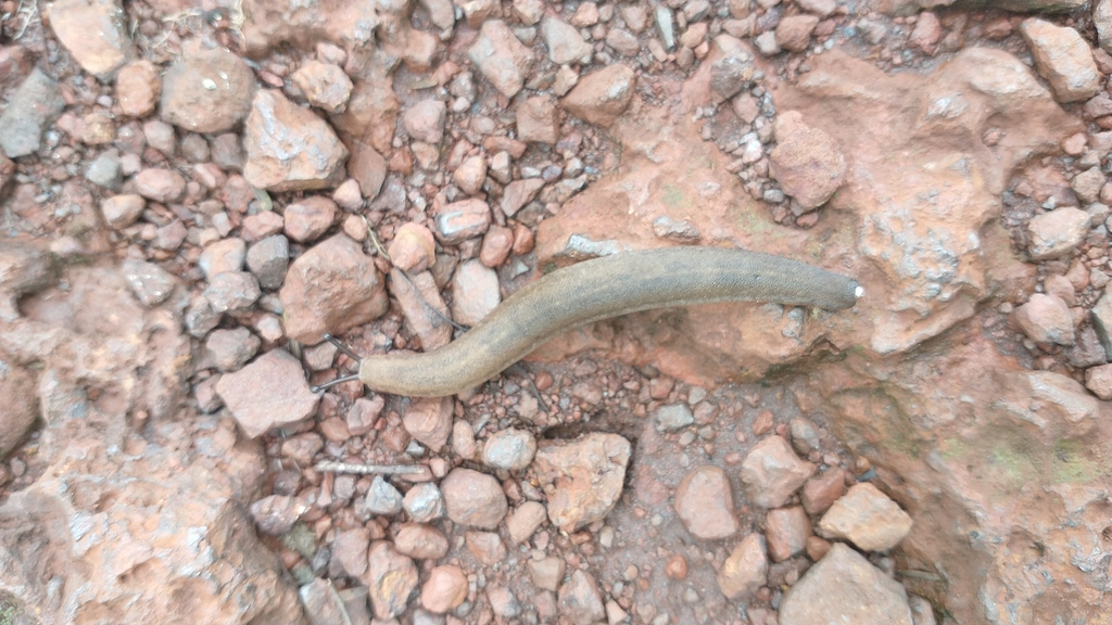 Simrothula