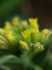 Alyssum simplex image