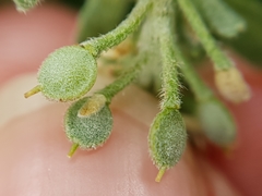 Image of Alyssum simplex
