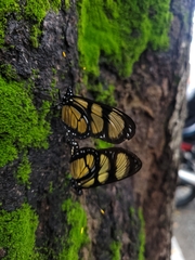 Methona themisto