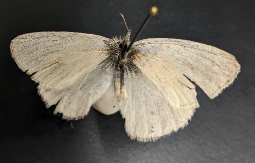 iNaturalist observation photo of Common Ringlet