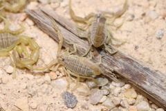 Olivierus longichelus