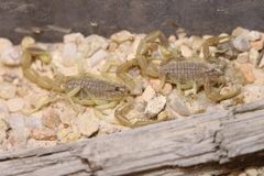 Olivierus longichelus