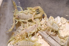 Olivierus longichelus