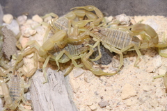 Olivierus longichelus