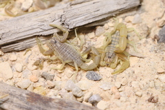 Olivierus longichelus