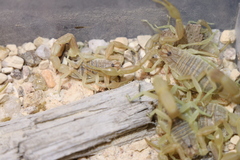 Olivierus longichelus