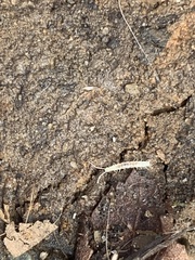 Scutigerellidae