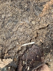 Scutigerellidae