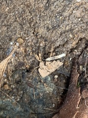 Scutigerellidae