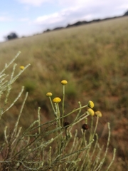 Pentzia globosa