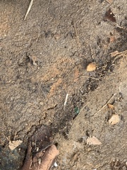 Scutigerellidae