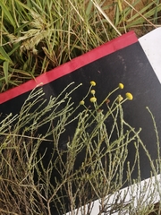 Pentzia globosa