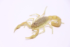 Olivierus longichelus