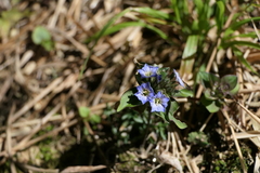 Gentiana capitata