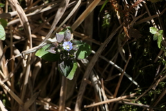 Gentiana capitata