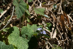 Gentiana capitata