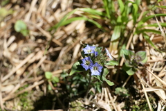 Gentiana capitata