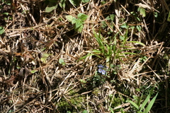 Gentiana capitata