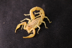 Olivierus longichelus