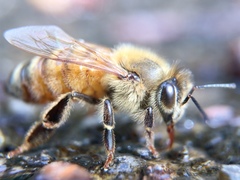 Apis mellifera