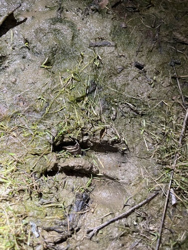 iNaturalist observation photo of Columbian Black-tailed Deer