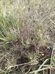 Pentzia globosa
