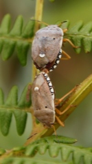 Erachtheus lutulentus