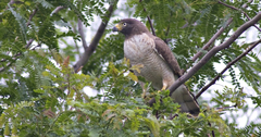 Rupornis magnirostris