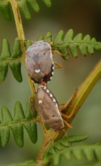 Erachtheus lutulentus