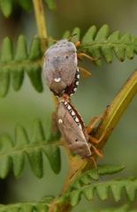 Erachtheus lutulentus