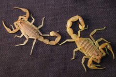 Olivierus longichelus