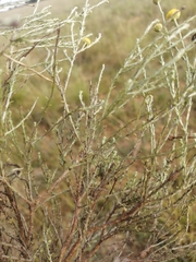 Pentzia globosa