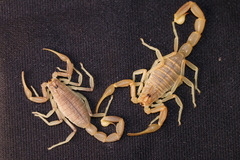 Olivierus longichelus