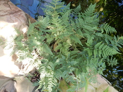 Davallia fejeensis