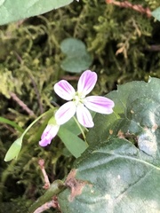 Claytonia caroliniana